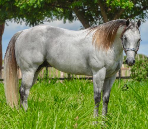 RUDA ZORRERO (1 Cobertura)