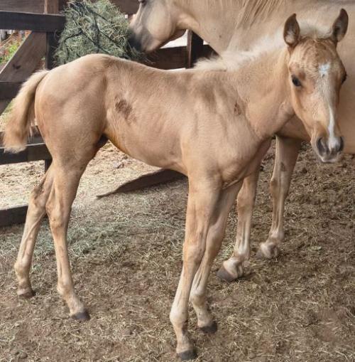 KEEP THE FAME X LAS VEGAS GUY ADG