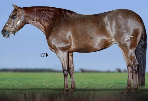 LEEN HICKORY TMR (P+)