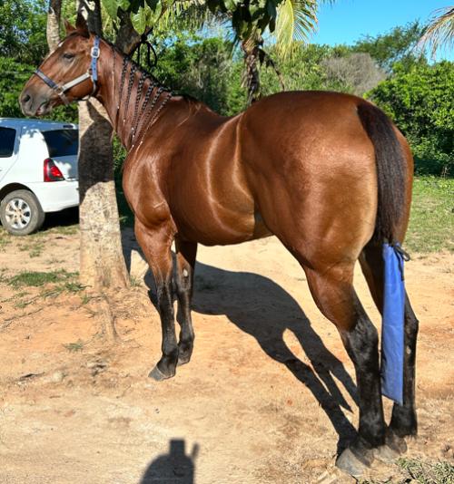 BRILHANTE APOLO EM (Ventre)