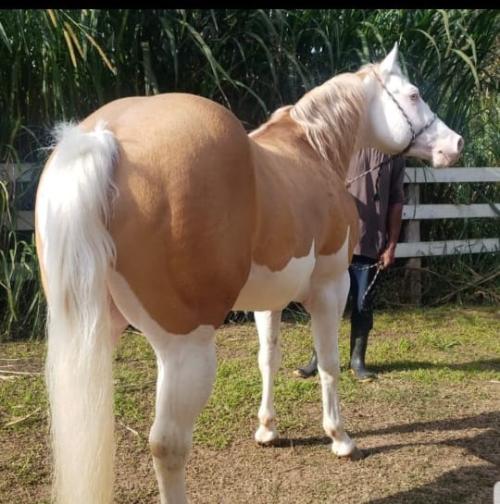 CHAMPIONS GUNNIT TPC (1 Cobertura)