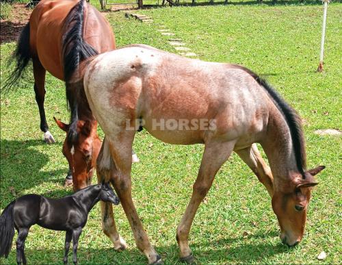 HOLLY SHADY TIMES (Lote 3 em 1)