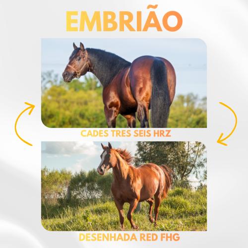 CADES TRES SEIS HRZ X DESENHADA RED FHG (Embrião a efetivar)