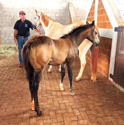 AL PACINO SPARKS X LUANA DEL CIELO