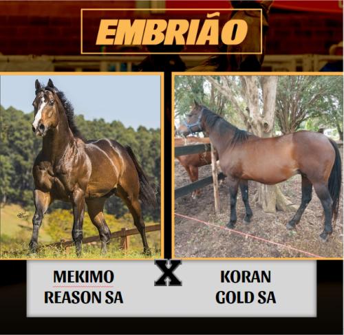 MEKIMO REASON SA X KORAN GOLD SA (Embrião a efetivar)