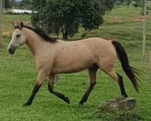 CAVALO BAIO BUCKSKIN