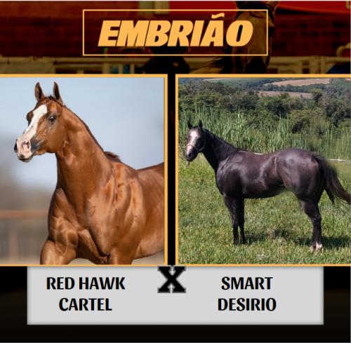 RED HAWK CARTEL X SMART DESIRIO (Embrião a efetivar)