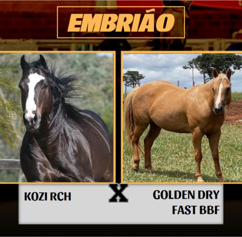 KOZI RCH X GOLDEN DRY FAST BBF (Embrião a efetivar)