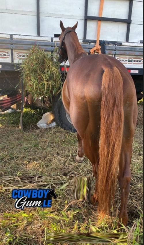 CAWBOY GUM