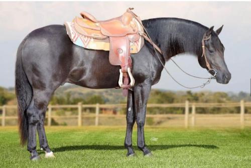 TALLIC A GEM AFGL (1 Cobertura)