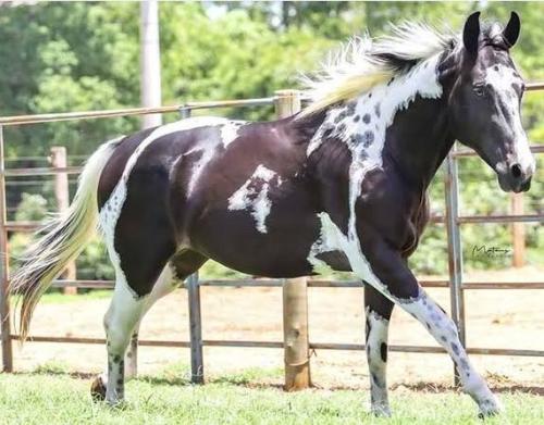 HUNTER DELTA OLENA TARI DREAMER HBPG