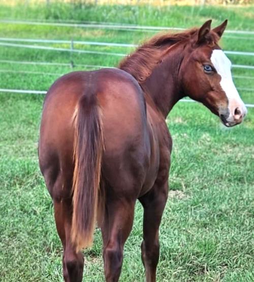 ILUMINATO WHIZ x KYLA CHEX GUN HMB