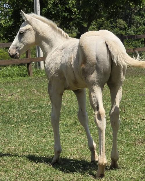 DASH TOL FAME X SUMMERLIDER CRUSHER