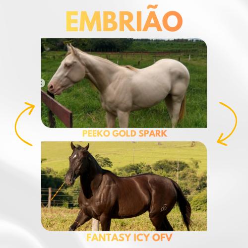 PEEKO GOLD SPARK X FANTASY ICY OFV (Embrião Efetivado)