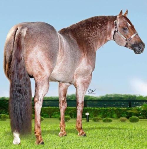 BLU SPARK (S. Congelado)