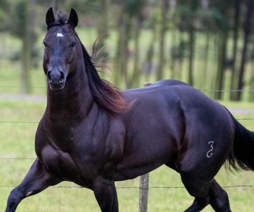 MUSSUM BLACK 3G (1 Cobertura)