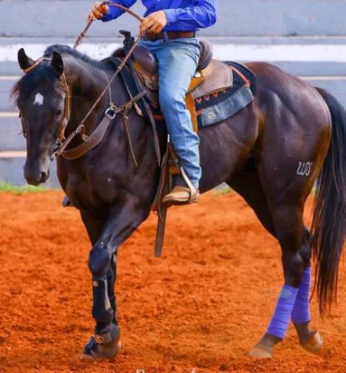 HARRY GRAY FAME (1 Cobertura)