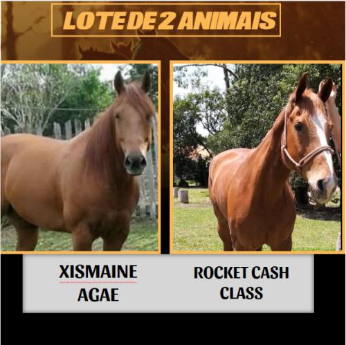 LOTE DE 2 ÉGUAS