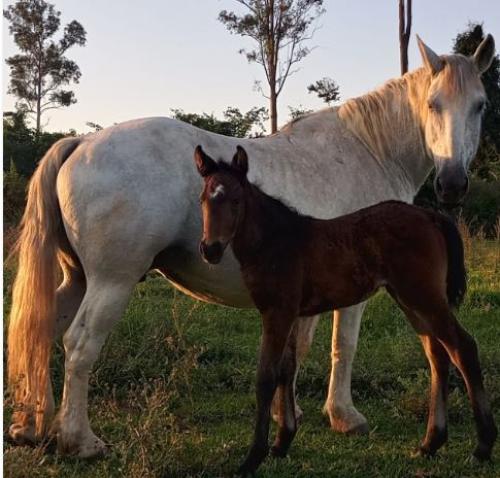 POTRA PSI X PERCHERON