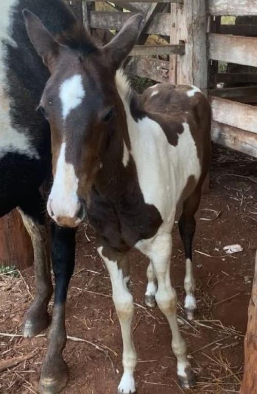 PALPITE THE FAME RFG x BEKA SHINE BIT CF30