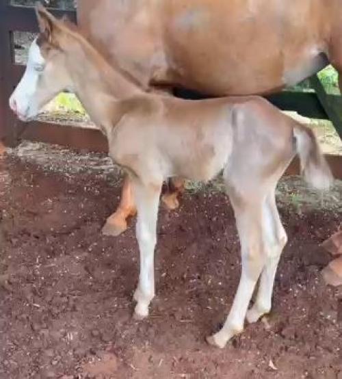 GUNNER BOY WOOD X BETINA DARK CAT