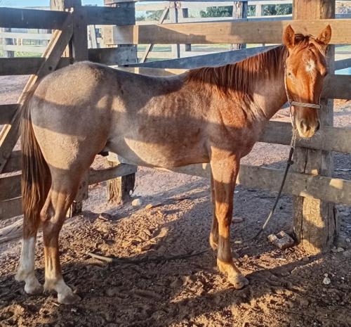 KEN ON ME X CARDENAL TIBURON