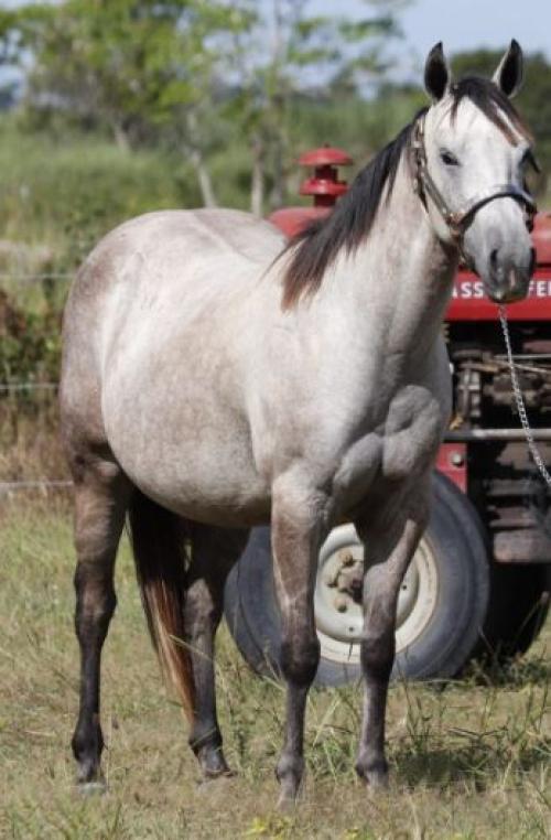 CAJUINA FLY V2S (P+)