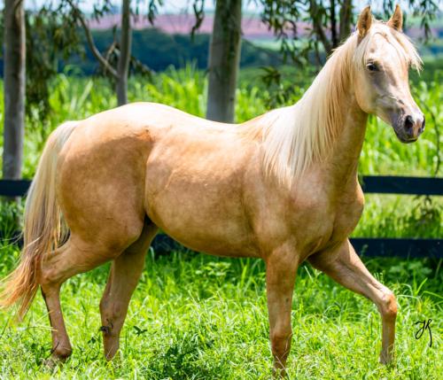 FRENCHMANS GUY X YELLOW CREAM