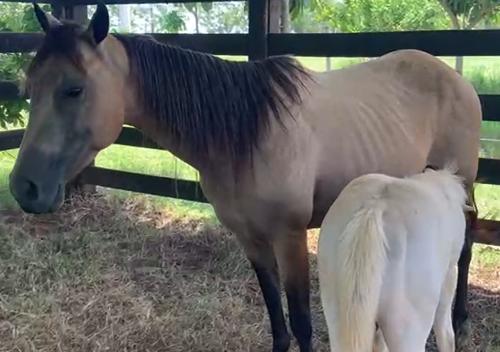 DARAH SPARK OLINA (Lote 2 em 1)