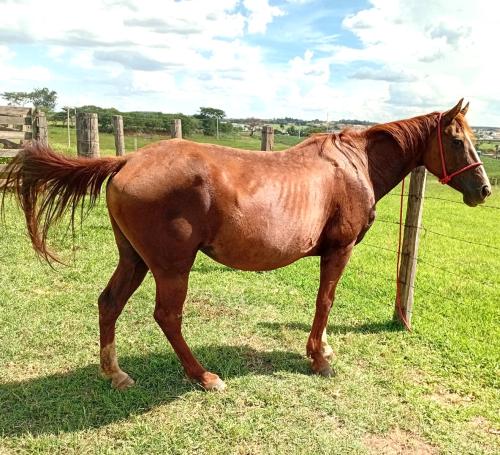 ABBA DUN IT PINE (Lote 3 em 1)