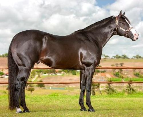 WAGON TO HOLLYWOOD (1 Cobertura)