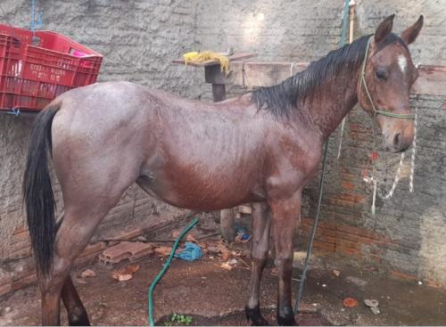 LITLLE WIMPYS CAT KQ x SANDY EASY SIX