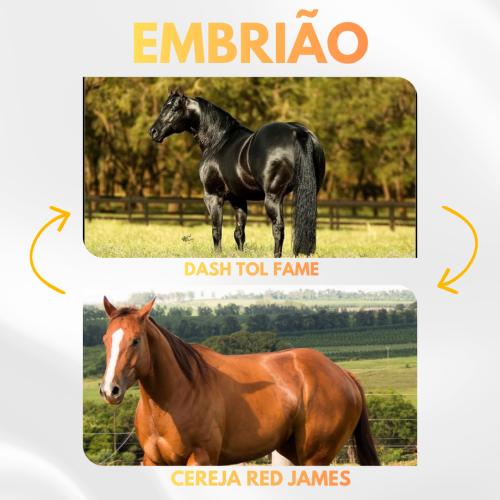 DASH TOL FAME X CEREJA RED JAMES (Embrião a Efetivar)