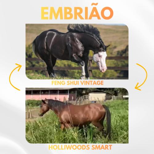 FENG SHUI VINTAGE  X HOLLIWOODS SMART (Embrião a efetivar)
