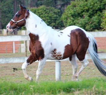 BUBBA VIXEM CODY (1 Cobertura)