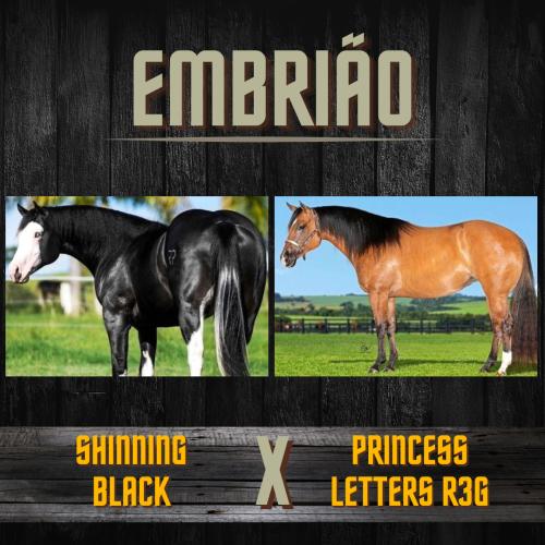 SHINNING BLACK X PRINCESS LETTERS R3G (Embrião a efetivar)