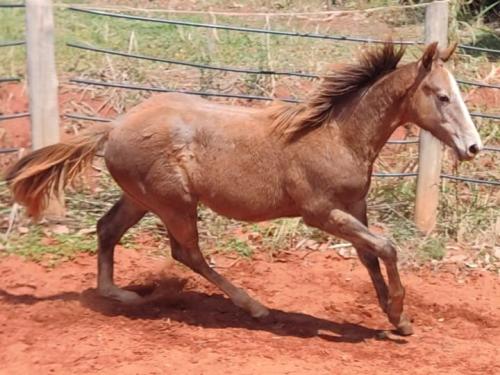 FISHERS DASH X SURPRESA DOC ZORRA