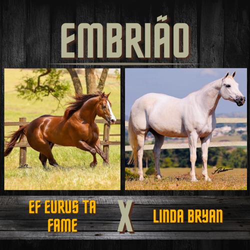 EF EURUS TA FAME X LINDA BRYAN (Embrião a efetivar)