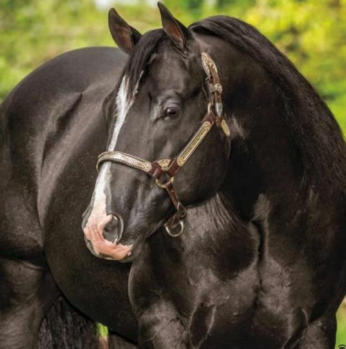 SHINEY BIT O EBONY (1 Cobertura)