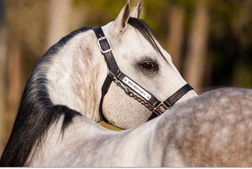 SEIS TRES PARCA (1 Cobertura)