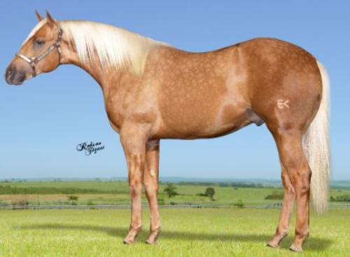 MUST GO FAME EK (1 Cobertura)