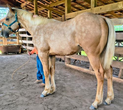 PRINCE FIREWATER HTT X VICTORY FRENCH HVT