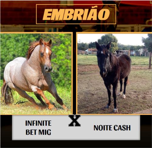 INFINITE BET MIG x NOITE CASH (Embrião a Efetivar)