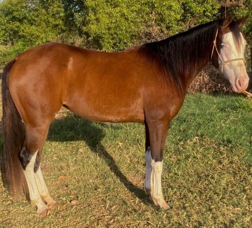 LOLITA ROOSTER DUNIT