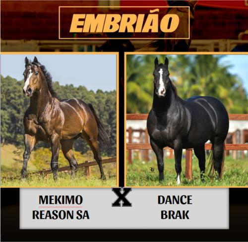 MEKIMO REASON SA X DANCE BRAK (Embrião a efetivar)