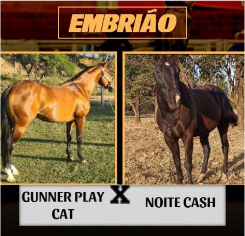 GUNNER PLAY CAT X NOITE CASH (Embrião a efetivar)