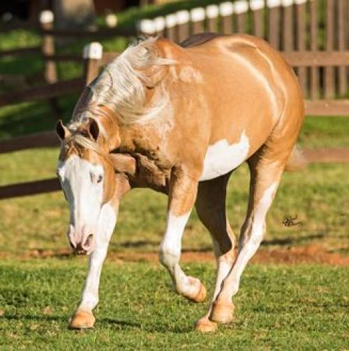 HOLLYWOOD GOLDEN GUN (1 Cobertura)