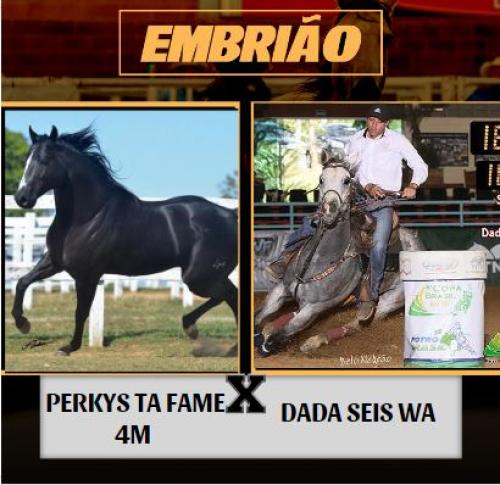 PERKYS TA FAME 4M X DADA SEIS WA (Embrião a efetivar)