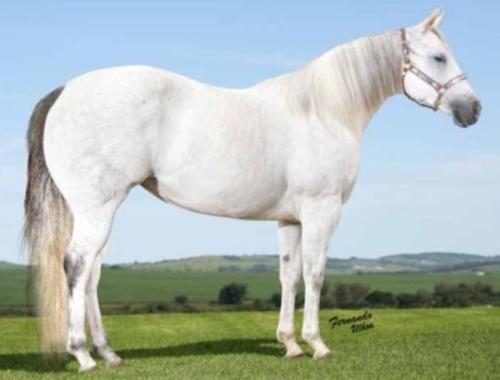 CASHMERE ZORRERO AGR