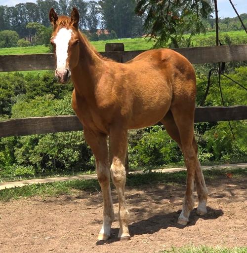 RED HAWK CARTEL X ELECTRA TU TROUBLE